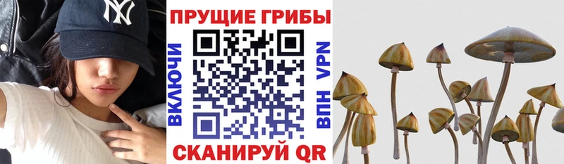 Галлюциногенные грибы GOLDEN TEACHER  Ахтубинск 